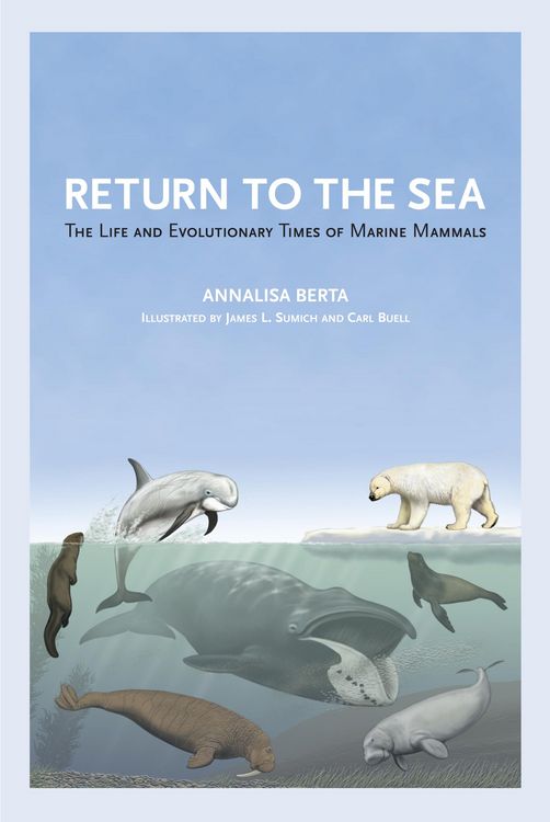 Produktbild: Return to the Sea