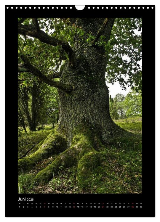 Produktbild: Mythos Baum / 2026 (Wandkalender 2026 DIN A3 hoch), CALVENDO Monatskalender