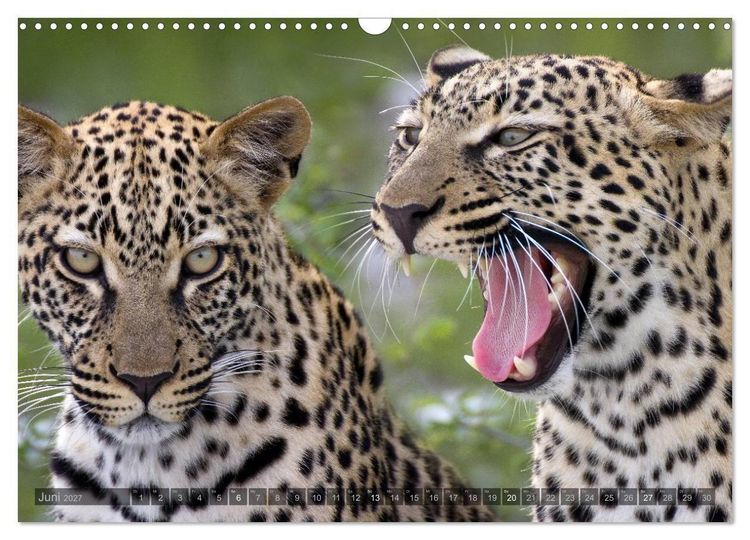 Produktbild: Namibia - Die Tierwelt (Wandkalender 2027 DIN A3 quer), CALVENDO Monatskalender