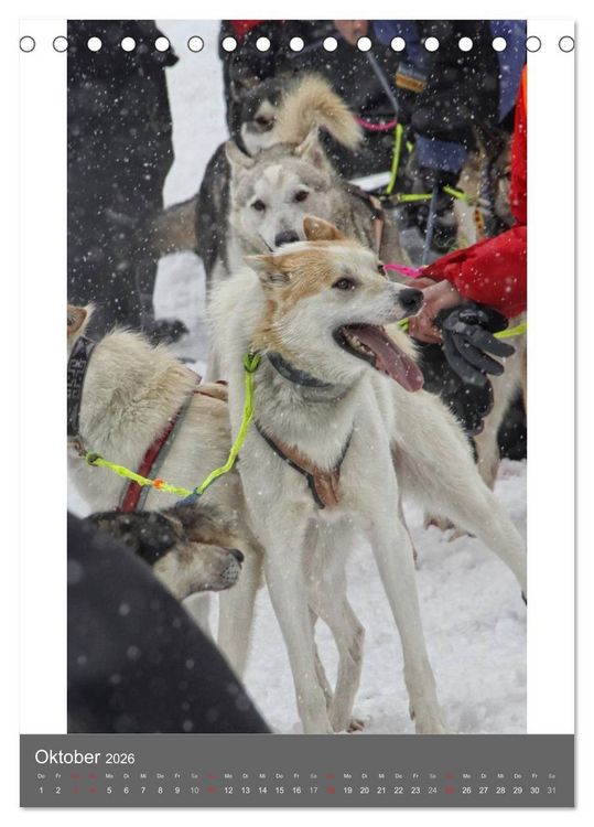 Produktbild: Huskies - Portraits im Schnee (Tischkalender 2026 DIN A5 hoch), CALVENDO Monatskalender