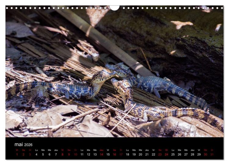 Produktbild: Costa Rica Paradis de la Biodiversit&eacute; (Calendrier mural 2026 DIN A3 vertical), CALVENDO calendrier mensuel
