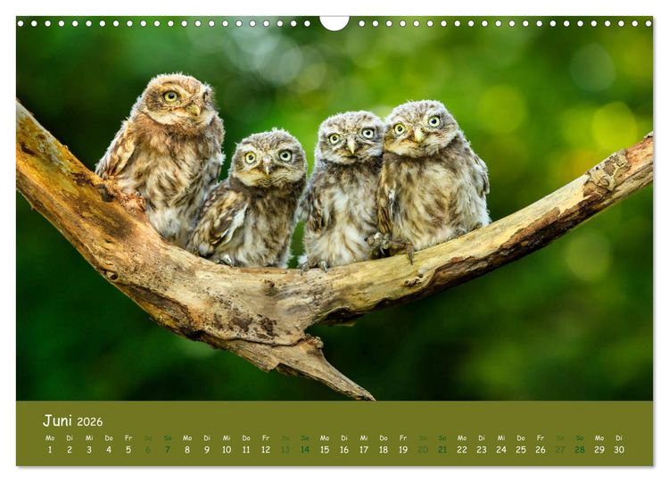 Produktbild: Steink&auml;uze (Athene noctua) (Wandkalender 2026 DIN A3 quer), CALVENDO Monatskalender