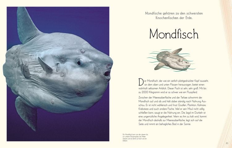 Produktbild: Wundervolle Welt. Wasser