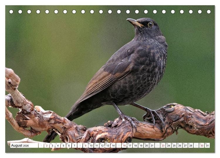 Produktbild: Heimische Gartenv&ouml;gel (Tischkalender 2026 DIN A5 quer), CALVENDO Monatskalender