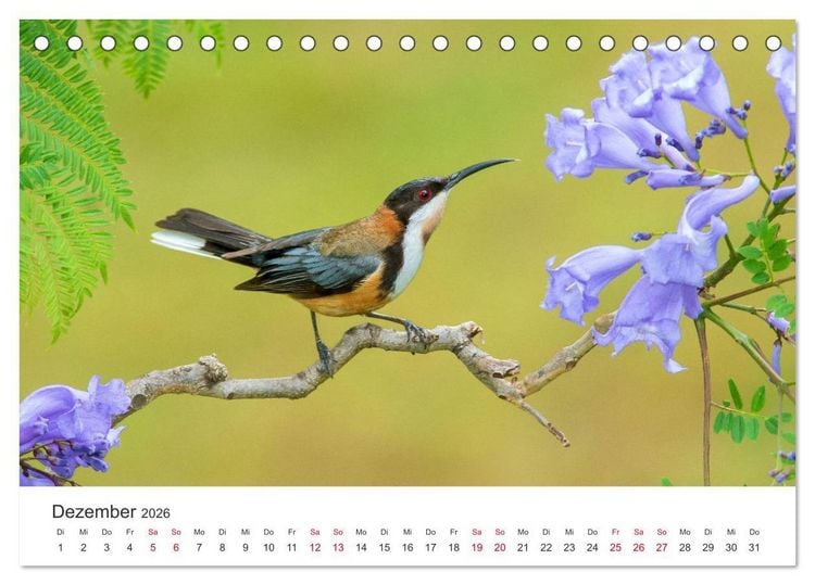 Produktbild: Singv&ouml;gel aus Australien (Tischkalender 2026 DIN A5 quer), CALVENDO Monatskalender
