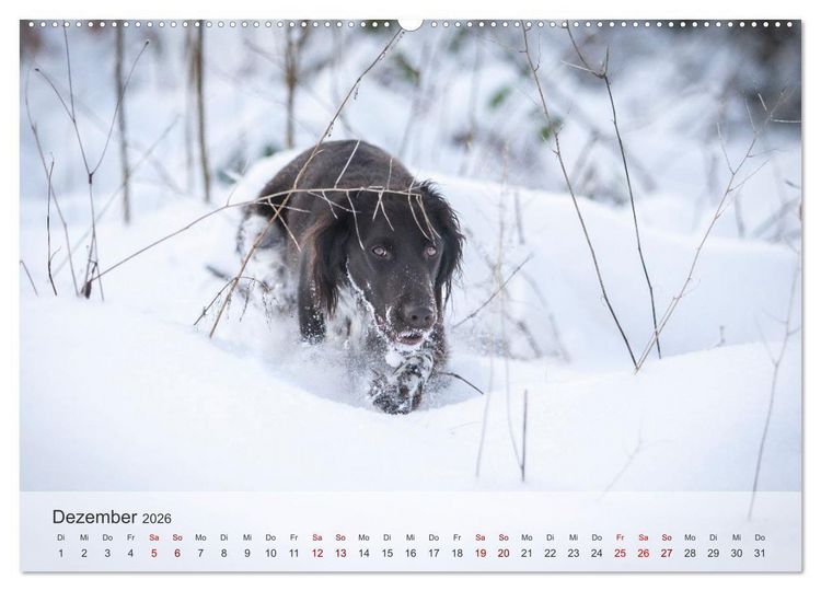 Produktbild: Treue Jagdgef&auml;hrten Der kleine M&uuml;nsterl&auml;nder (hochwertiger Premium Wandkalender 2026 DIN A2 quer), Kunstdruck in Hochglanz