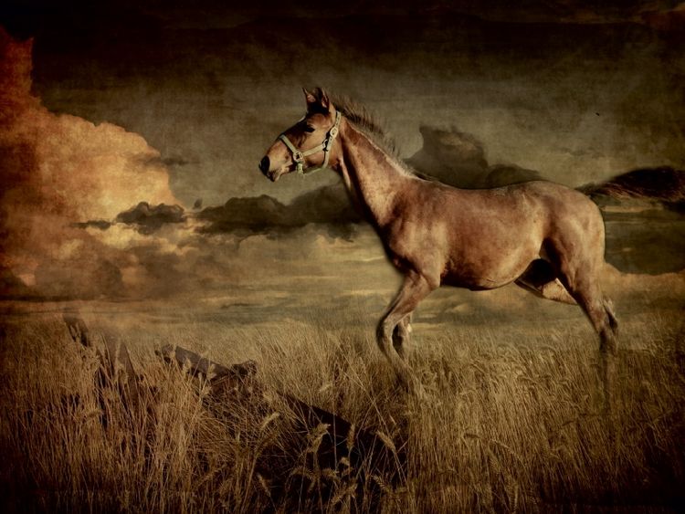 Produktbild: CALVENDO Puzzle Auf dem R&uuml;cken der Pferde | 1000 Teile Lege-Gr&ouml;&szlig;e 64x48cm Foto-Puzzle f&uuml;r gl&uuml;ckliche Stunden