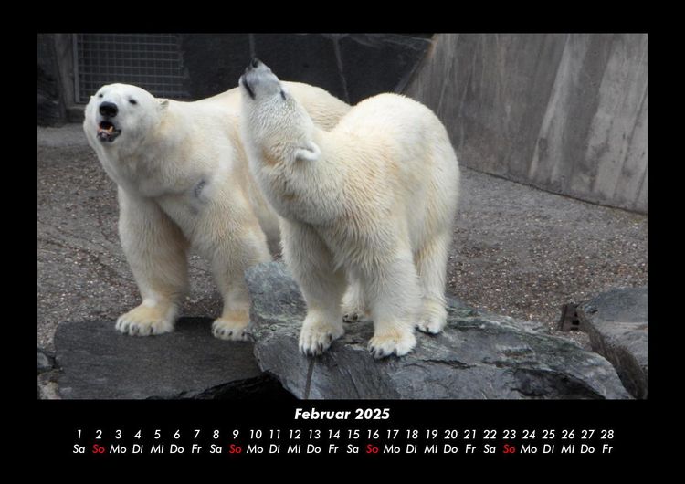 Produktbild: Tierkalender 2025 Fotokalender DIN A3