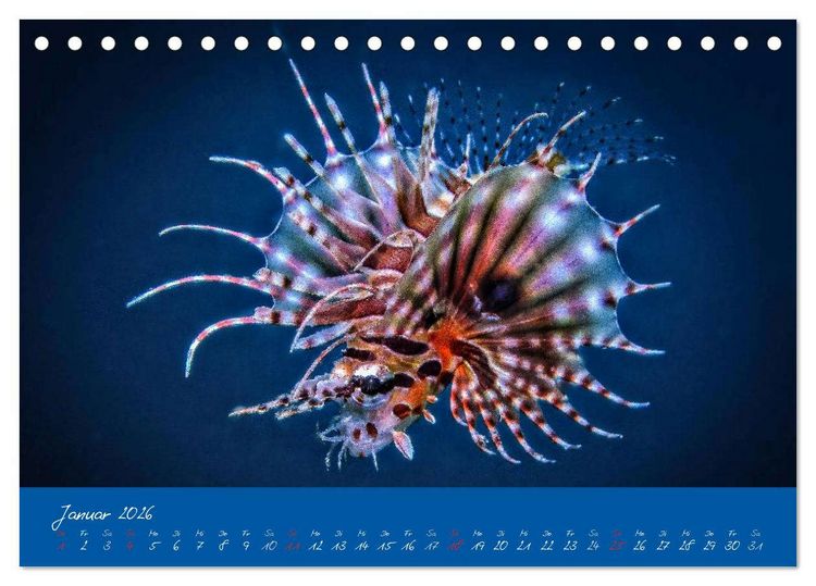 Produktbild: Meer sehen - Abenteuer Tauchen (Tischkalender 2026 DIN A5 quer), CALVENDO Monatskalender
