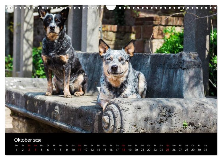 Produktbild: Australian Cattle Dogs zwischen Kunst und Kultur (Wandkalender 2026 DIN A3 quer), CALVENDO Monatskalender