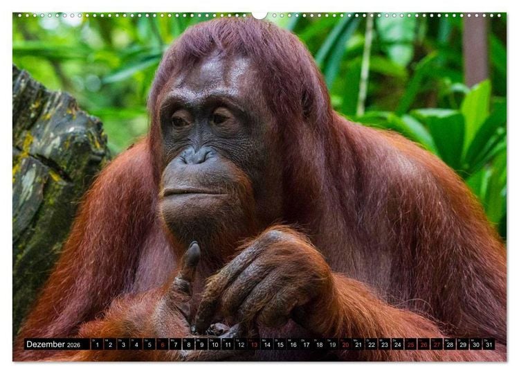 Produktbild: Regenwald &bull; Tiere im Dschungel (hochwertiger Premium Wandkalender 2026 DIN A2 quer), Kunstdruck in Hochglanz