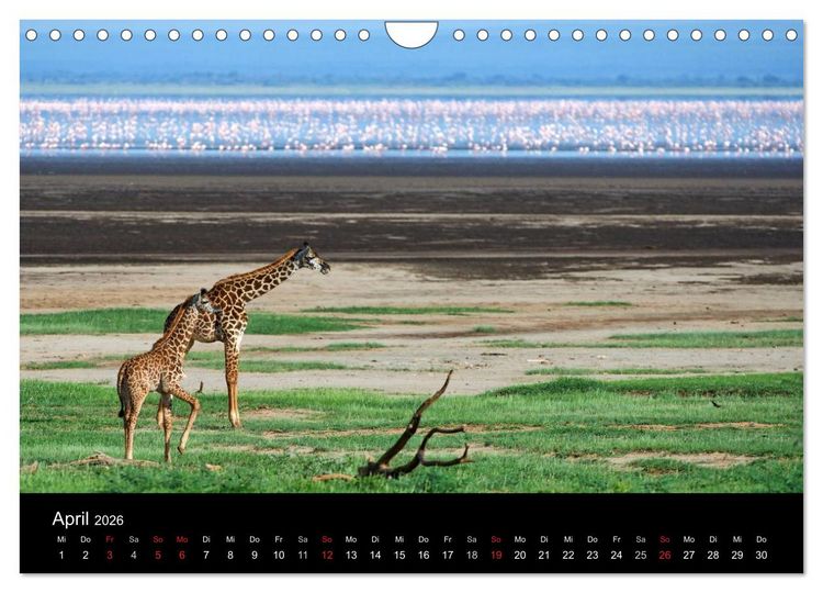 Produktbild: GIRAFFEN - Liebliche Riesen der afrikanischen Savanne (Wandkalender 2026 DIN A4 quer), CALVENDO Monatskalender