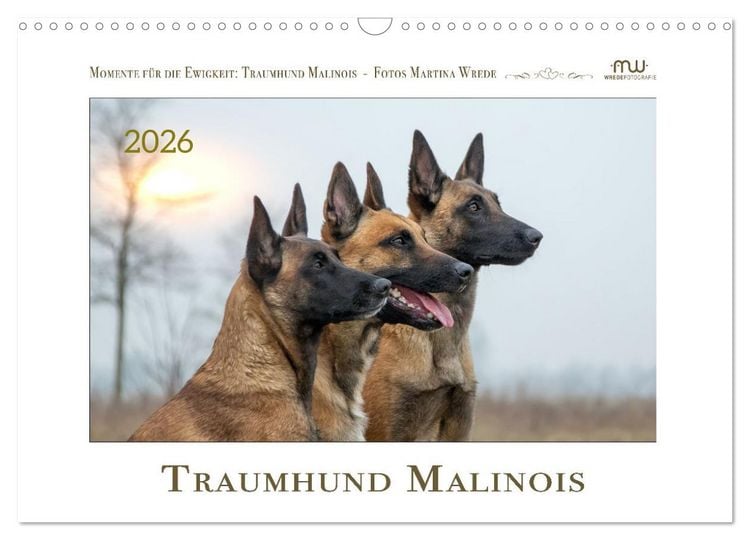 Produktbild: Traumhund Malinois (Wandkalender 2026 DIN A3 quer), CALVENDO Monatskalender
