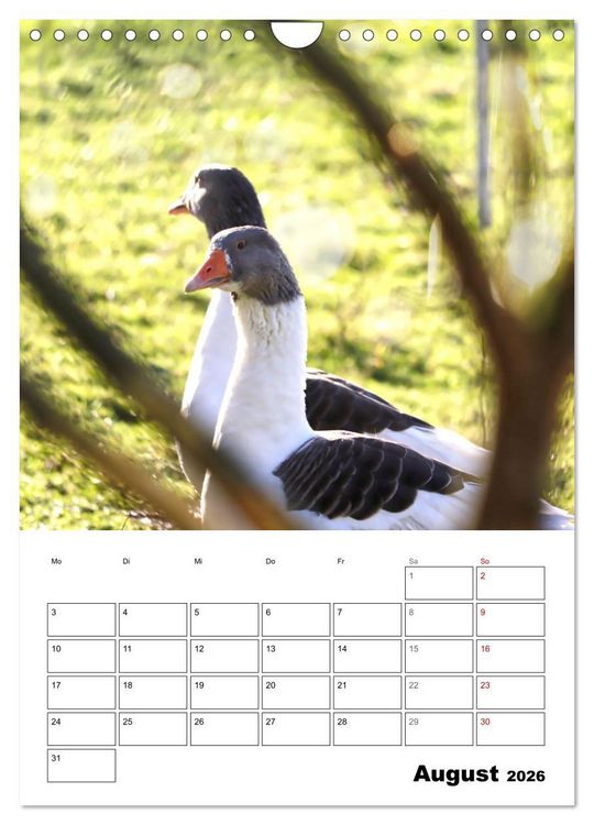 Produktbild: G&auml;nse, geliebte Wasserv&ouml;gel (Wandkalender 2026 DIN A4 hoch), CALVENDO Monatskalender