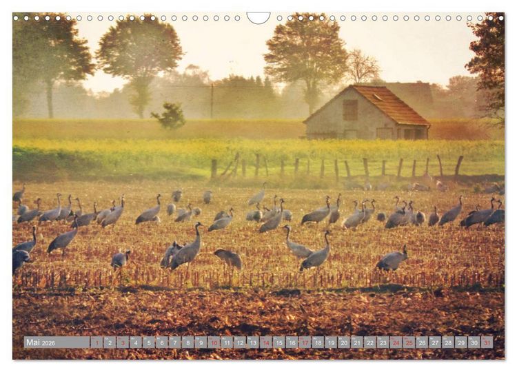 Produktbild: KranichRomantik (Wandkalender 2026 DIN A3 quer), CALVENDO Monatskalender