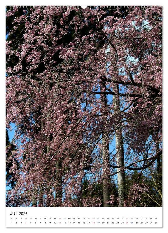 Produktbild: Japan - Kirschbl&uuml;ten (hochwertiger Premium Wandkalender 2026 DIN A2 hoch), Kunstdruck in Hochglanz