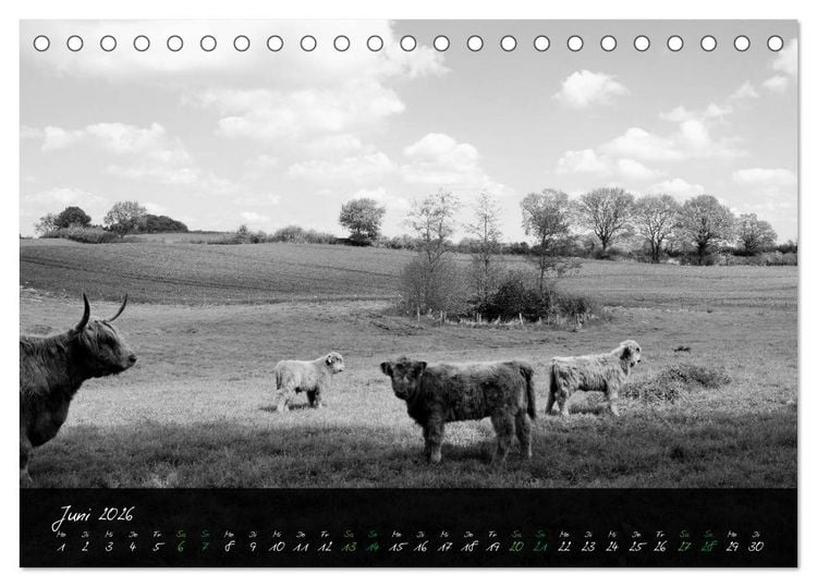 Produktbild: Highland Cattle vom Nordlicht - Faszination Hochland Rind (Tischkalender 2026 DIN A5 quer), CALVENDO Monatskalender