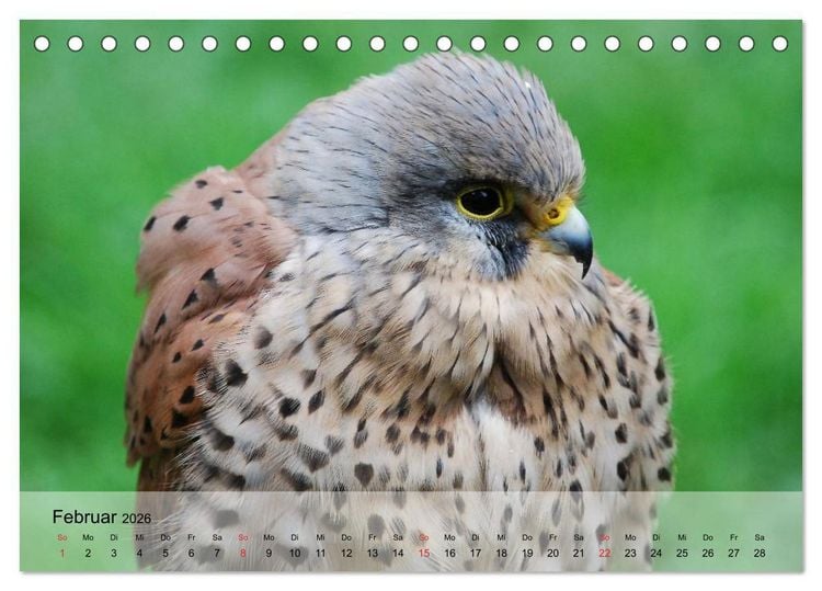 Produktbild: Falken und Greifv&ouml;gel. Edle J&auml;ger (Tischkalender 2026 DIN A5 quer), CALVENDO Monatskalender