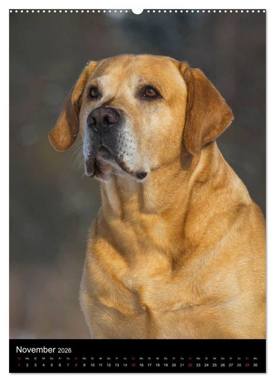 Produktbild: Faszination Labrador Retriever (hochwertiger Premium Wandkalender 2026 DIN A2 hoch), Kunstdruck in Hochglanz
