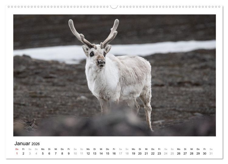 Produktbild: Fauna arctica (Wandkalender 2026 DIN A2 quer), CALVENDO Monatskalender