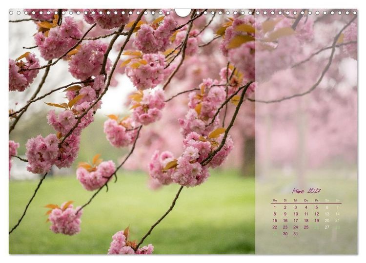 Produktbild: Pretty in Pink - Die Kirschbl&uuml;te (Wandkalender 2027 DIN A3 quer), CALVENDO Monatskalender