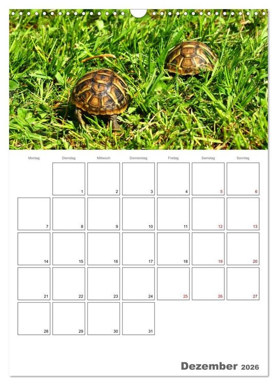 Produktbild: Langsame Schildkr&ouml;ten (Wandkalender 2026 DIN A3 hoch), CALVENDO Monatskalender