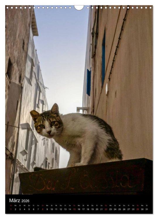 Produktbild: Katzen in Marokko (Wandkalender 2026 DIN A3 hoch), CALVENDO Monatskalender