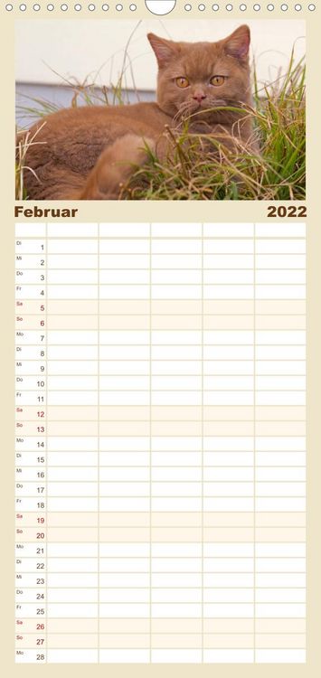 Produktbild: Familienplaner B&auml;rige Schmusetiger - Britisch Kurzhaar Katzen (Wandkalender 2022 , 21 cm x 45 cm, hoch)
