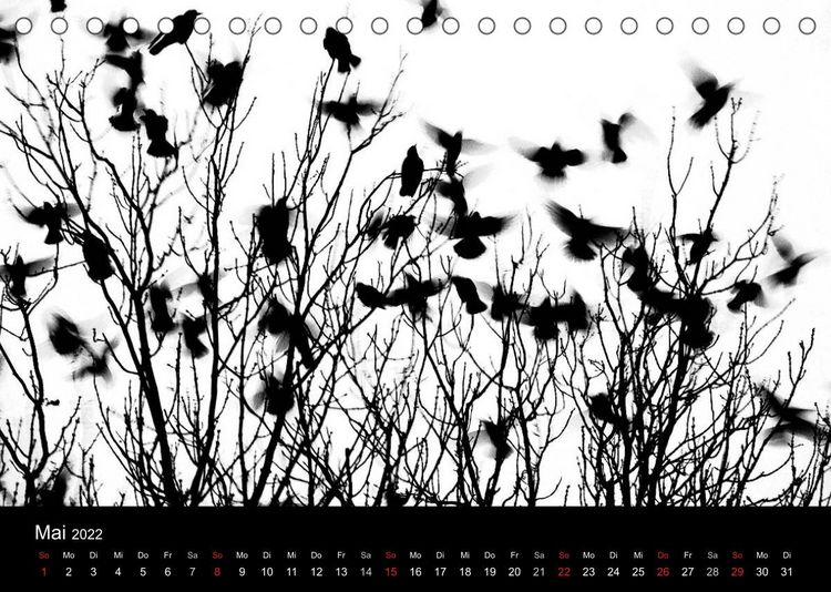 Produktbild: Kieler V&ouml;gel (Tischkalender 2022 DIN A5 quer)
