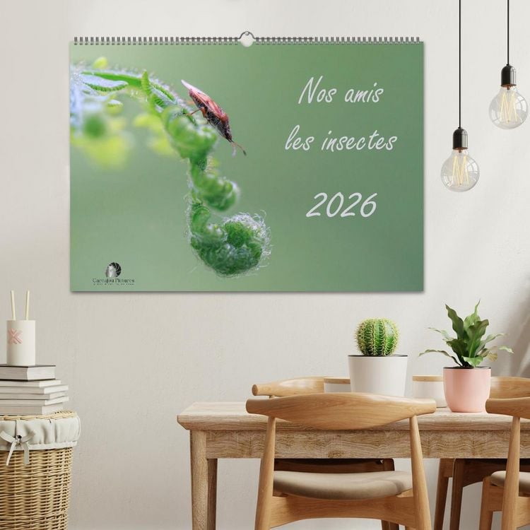 Produktbild: Nos amis les insectes (Calendrier mural 2026 DIN A2 vertical), CALVENDO calendrier mensuel