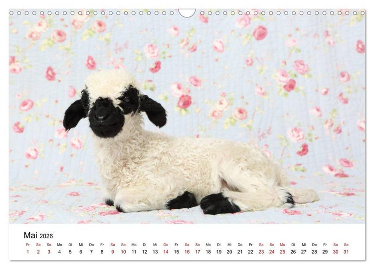 Produktbild: Walliser Schwarznasenschaf Valais Blacknose Sheep (Wandkalender 2026 DIN A3 quer), CALVENDO Monatskalender