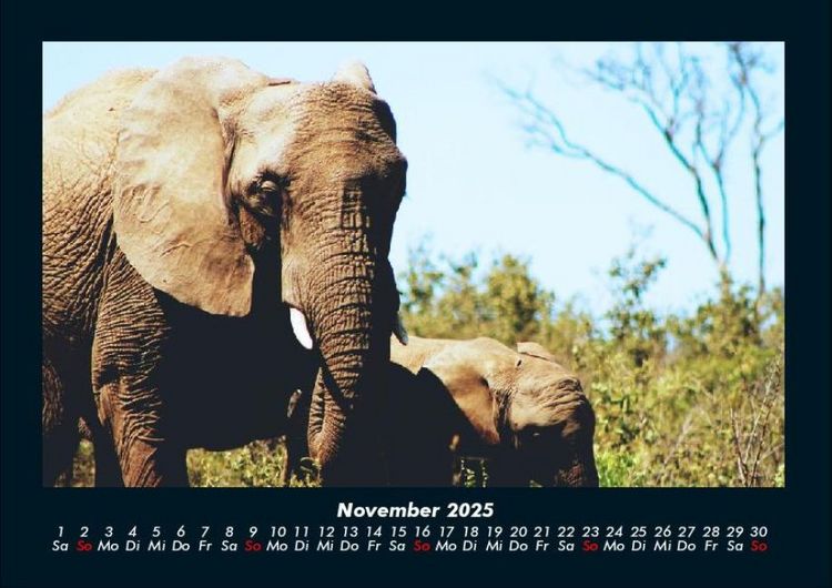 Produktbild: Elefanten 2025 Fotokalender DIN A4