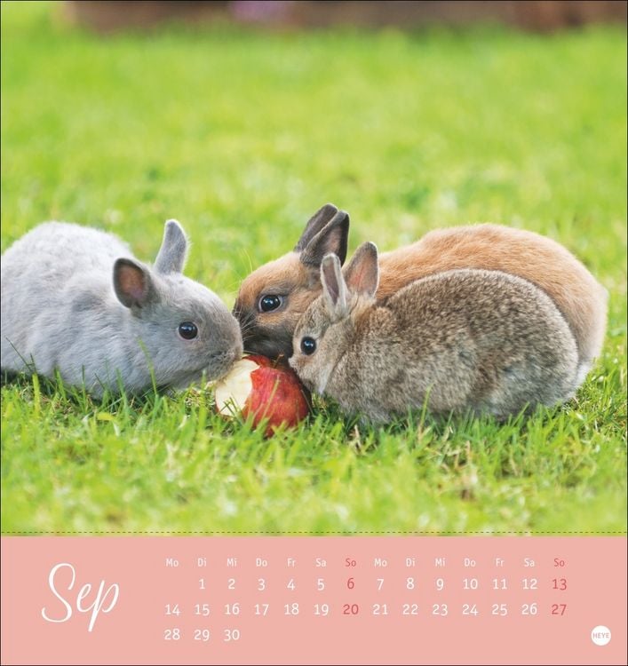 Produktbild: S&uuml;&szlig;e Kaninchen Postkartenkalender 2026