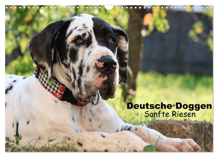 Produktbild: Deutsche Doggen - Sanfte Riesen (Wandkalender 2026 DIN A3 quer), CALVENDO Monatskalender