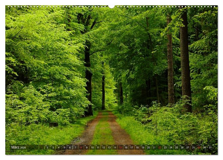 Produktbild: Feng Shui Farben - Element: Holz (hochwertiger Premium Wandkalender 2026 DIN A2 quer), Kunstdruck in Hochglanz