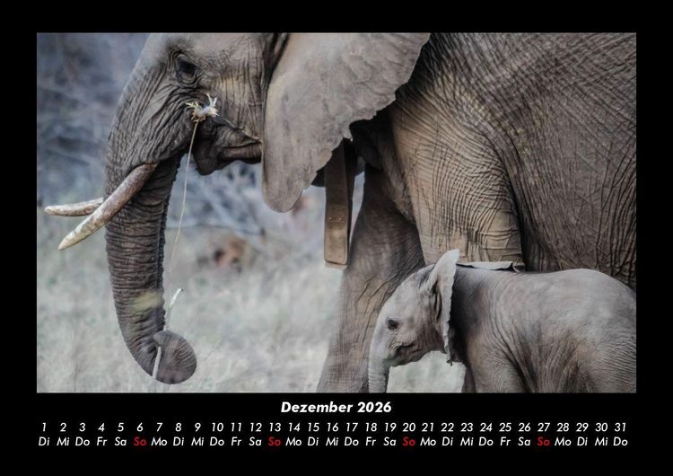 Produktbild: Elefanten - Die sanften Riesen Afrikas 2026 Fotokalender DIN A3