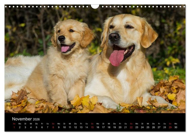 Produktbild: Golden Retriever - Ein Herz auf 4 Pfoten (Wandkalender 2026 DIN A3 quer), CALVENDO Monatskalender
