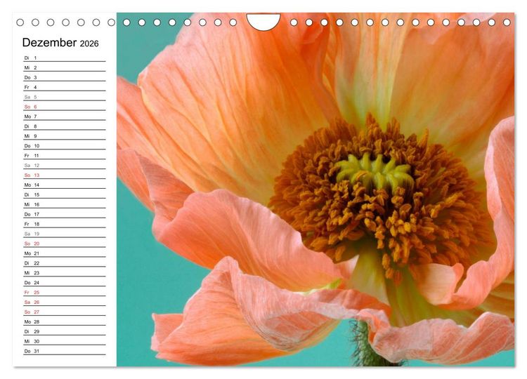 Produktbild: Mohn im Portr&auml;t (Wandkalender 2026 DIN A4 quer), CALVENDO Monatskalender