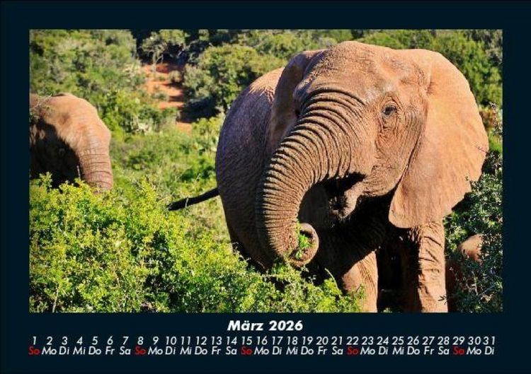 Produktbild: Elefanten 2026 Fotokalender DIN A5
