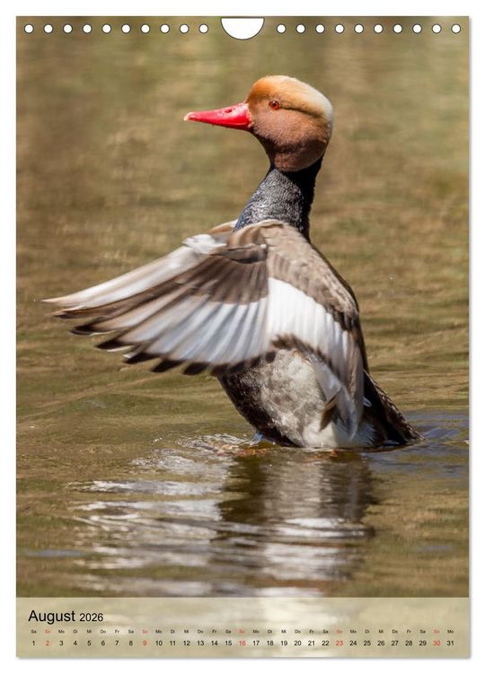 Produktbild: Vogelwelt der Schweiz (Wandkalender 2026 DIN A4 hoch), CALVENDO Monatskalender