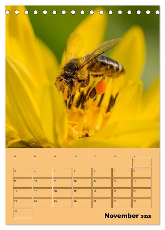Produktbild: Die Biene und die Farbe gelb (Tischkalender 2026 DIN A5 hoch), CALVENDO Monatskalender
