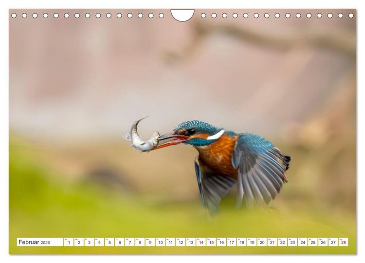 Produktbild: Der blaue Diamant - Fotos vom Eisvogel (Wandkalender 2026 DIN A4 quer), CALVENDO Monatskalender
