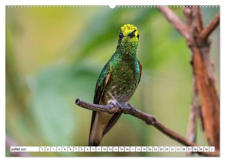 Produktbild: Colibris - pierres pr&eacute;cieuses volantes (Calendrier mural haut de gamme 2027 DIN A2 vertical), CALVENDO calendrier mensuel