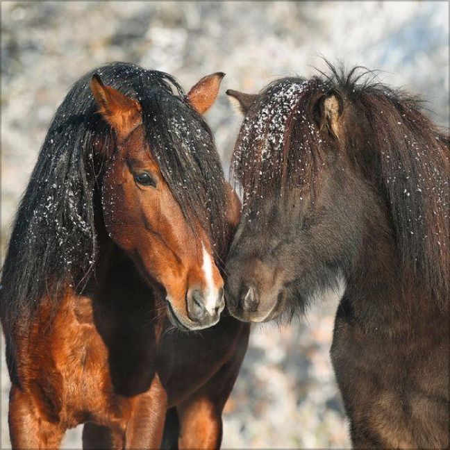 Produktbild: Horses 2027
