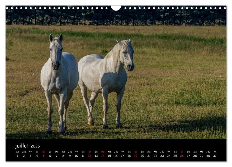 Produktbild: Cheval camarguais (Calendrier mural 2026 DIN A3 vertical), CALVENDO calendrier mensuel