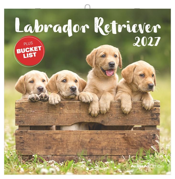 Produktbild: Labrador Retriever 2027