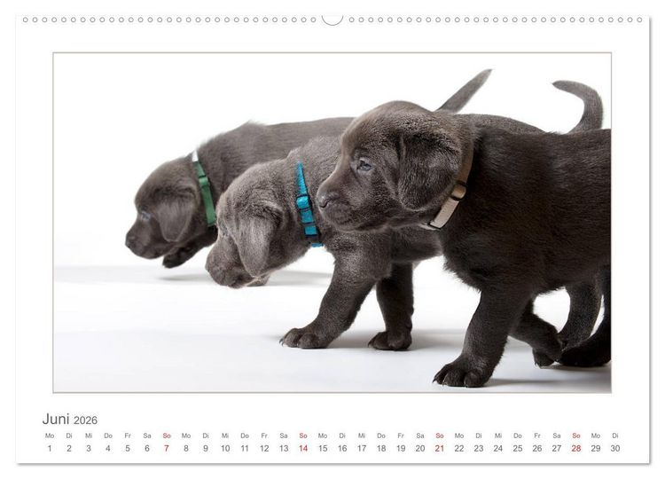 Produktbild: Labradorwelpen - Freunde f&uuml;rs Leben (hochwertiger Premium Wandkalender 2026 DIN A2 quer), Kunstdruck in Hochglanz