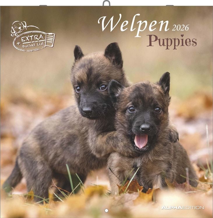 Produktbild: Welpen 2026 - Broschürenkalender 30x30 cm (30x60 geöffnet) - Kalender mit Platz für Notizen - Puppies - Hundekalender - Bildkalender - Wandkalender