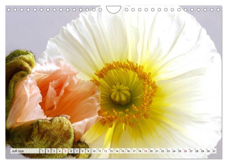 Produktbild: Prachtvolle Mohnbl&uuml;ten (Wandkalender 2026 DIN A4 quer), CALVENDO Monatskalender