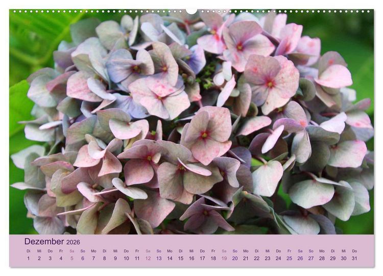 Produktbild: Hortensien 2026. Farbenpr&auml;chtige Impressionen aus dem Garten (Wandkalender 2026 DIN A2 quer), CALVENDO Monatskalender
